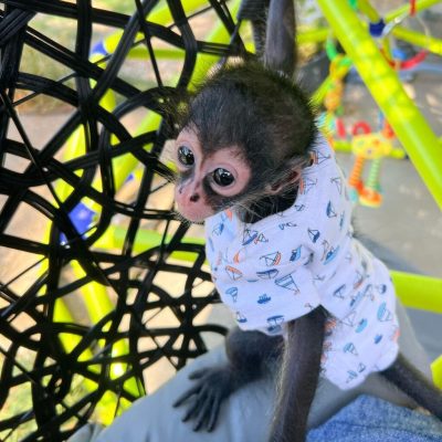 Buy Pet Spider Monkey