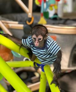 Playful Nala swinging on safe monkey enclosure – buy pet spider monkey