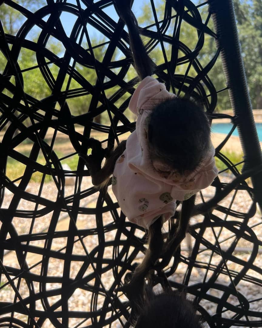 Kiko enjoying enrichment activities – buy spider monkey online