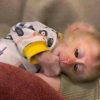 Baby Pig-Tail Monkey for Sale