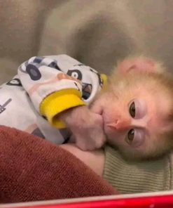 Baby Pig-Tail Monkey for Sale