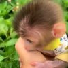 Pig-Tail Monkey for Adoption