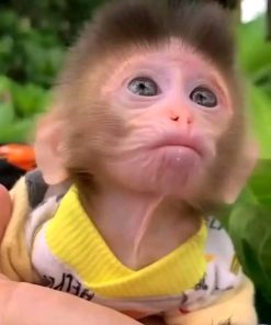 Gentle baby pig-tail monkey sitting in enclosure