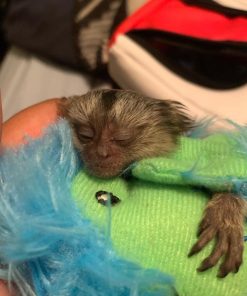 Healthy pet marmoset monkey with vaccination records