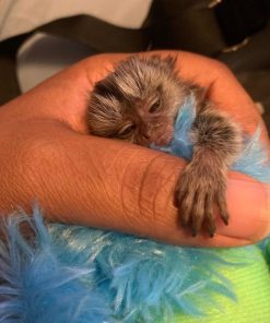 Baby marmoset monkey exploring safe climbing toys