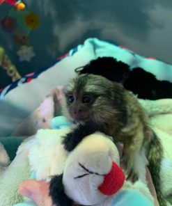 Affectionate young marmoset monkey bonding with caretaker