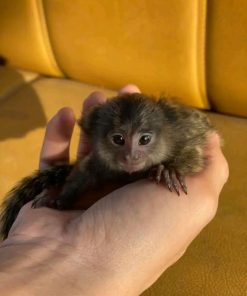 Young marmoset monkey climbing and interacting