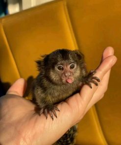 Affectionate 10-week-old female marmoset monkey