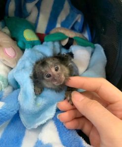 Playful female marmoset monkey exploring toys
