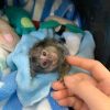 Adopt a marmoset monkey – Liko 10-week-old female