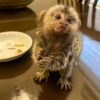 Buy pet marmoset monkey – Kima 10-week-old female