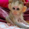 Buy Baby Pig-Tail Monkey