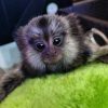 Baby marmoset monkey for adoption – Taro 9-week-old male