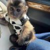 Pet Capuchin Monkey for Sale