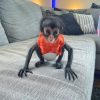 Baby Spider Monkey Adoption