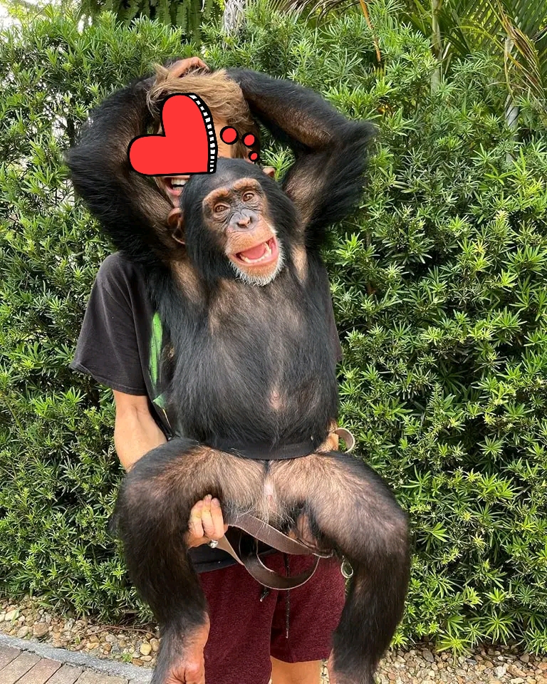 Zuri – Baby Chimpanzee For Adoption| 12-Week-Old Male for Sale