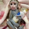 Buy baby vervet monkey online – Zana, 11-week-old female
