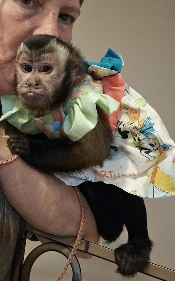 Leo - Baby Capuchin Monkey For Sale Online, 10-Week-Old Male - Image 3