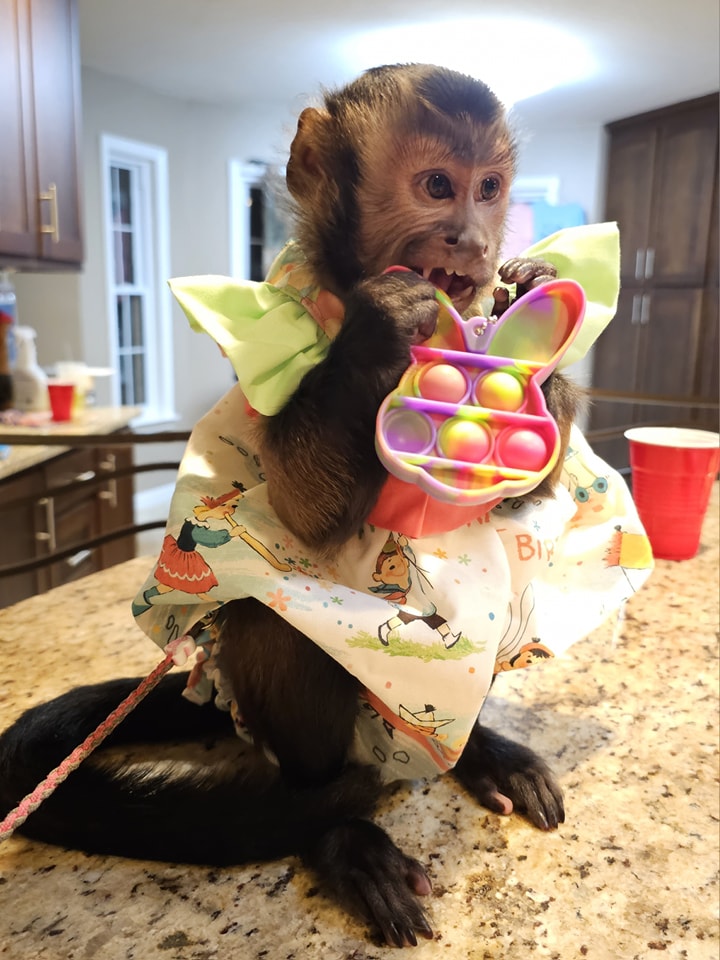 Leo - Baby Capuchin Monkey For Sale Online, 10-Week-Old Male - Image 4