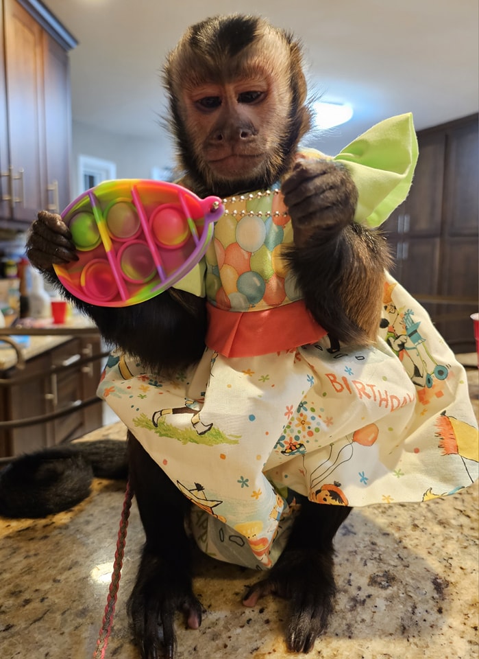 Leo - Baby Capuchin Monkey For Sale Online, 10-Week-Old Male - Image 5