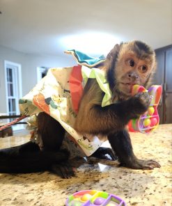 Leo - Baby Capuchin Monkey For Sale Online, 10-Week-Old Male