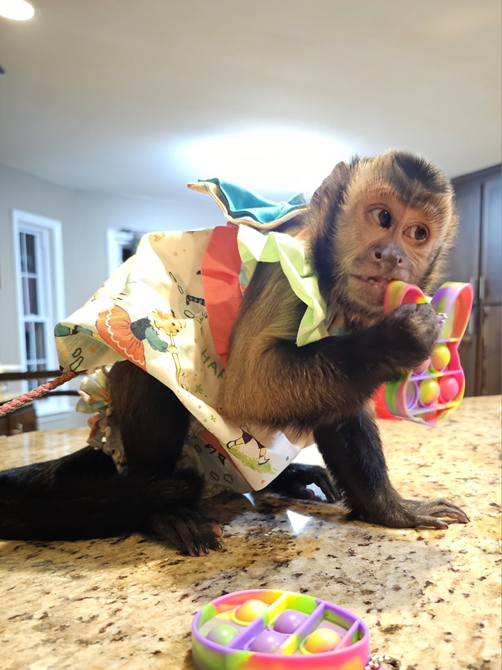 Leo - Baby Capuchin Monkey For Sale Online, 10-Week-Old Male