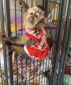 buy capuchin monkeys online