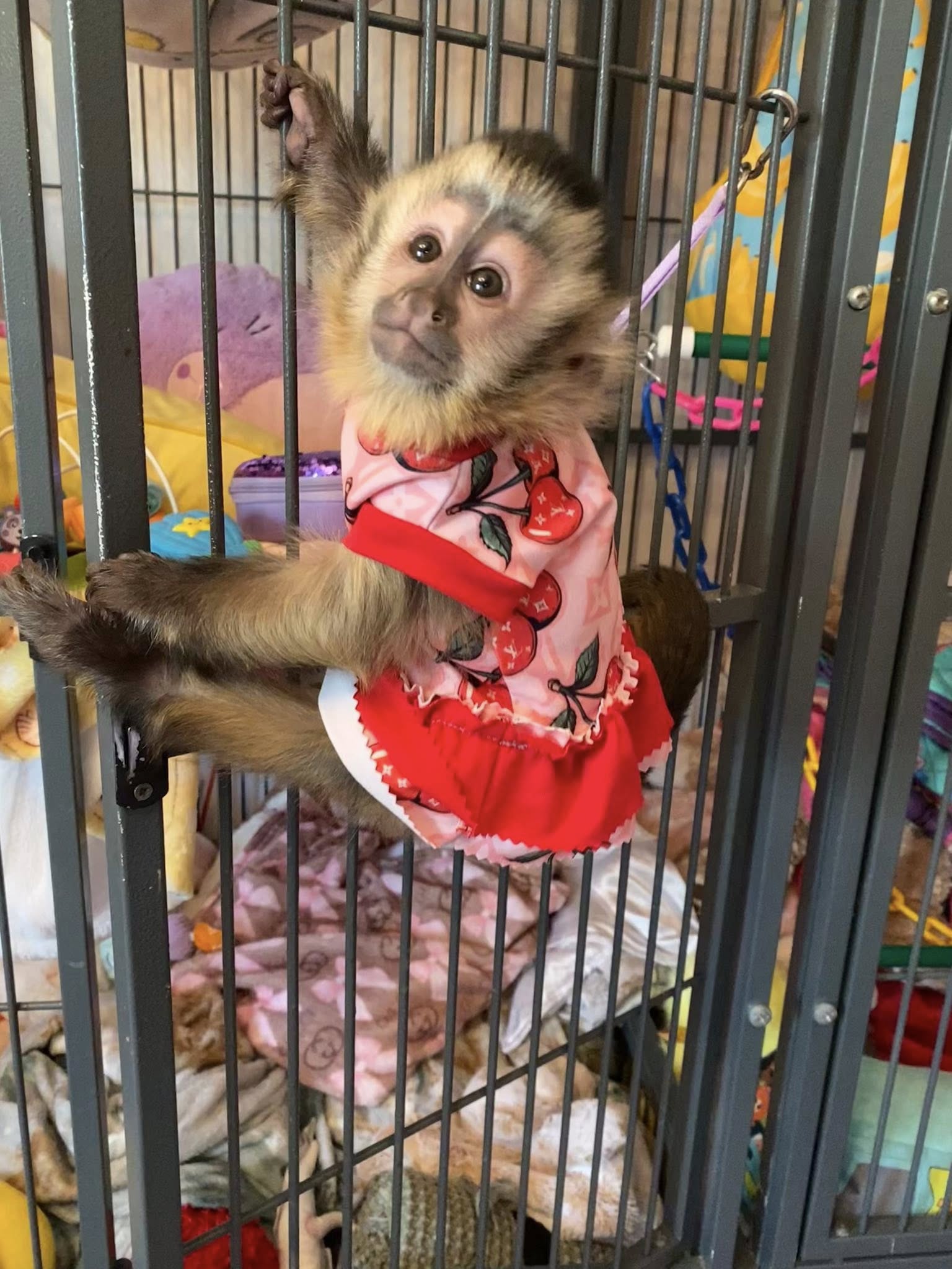 buy capuchin monkeys online