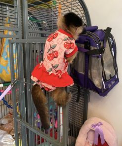 buy capuchin monkeys online