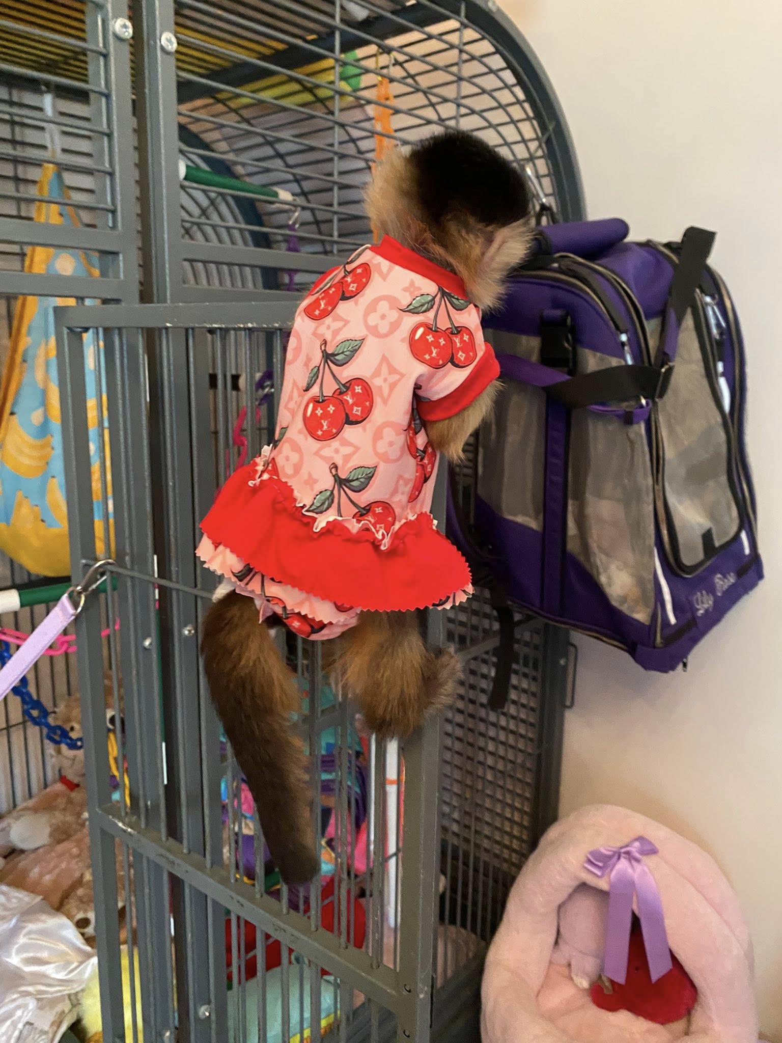 buy capuchin monkeys online