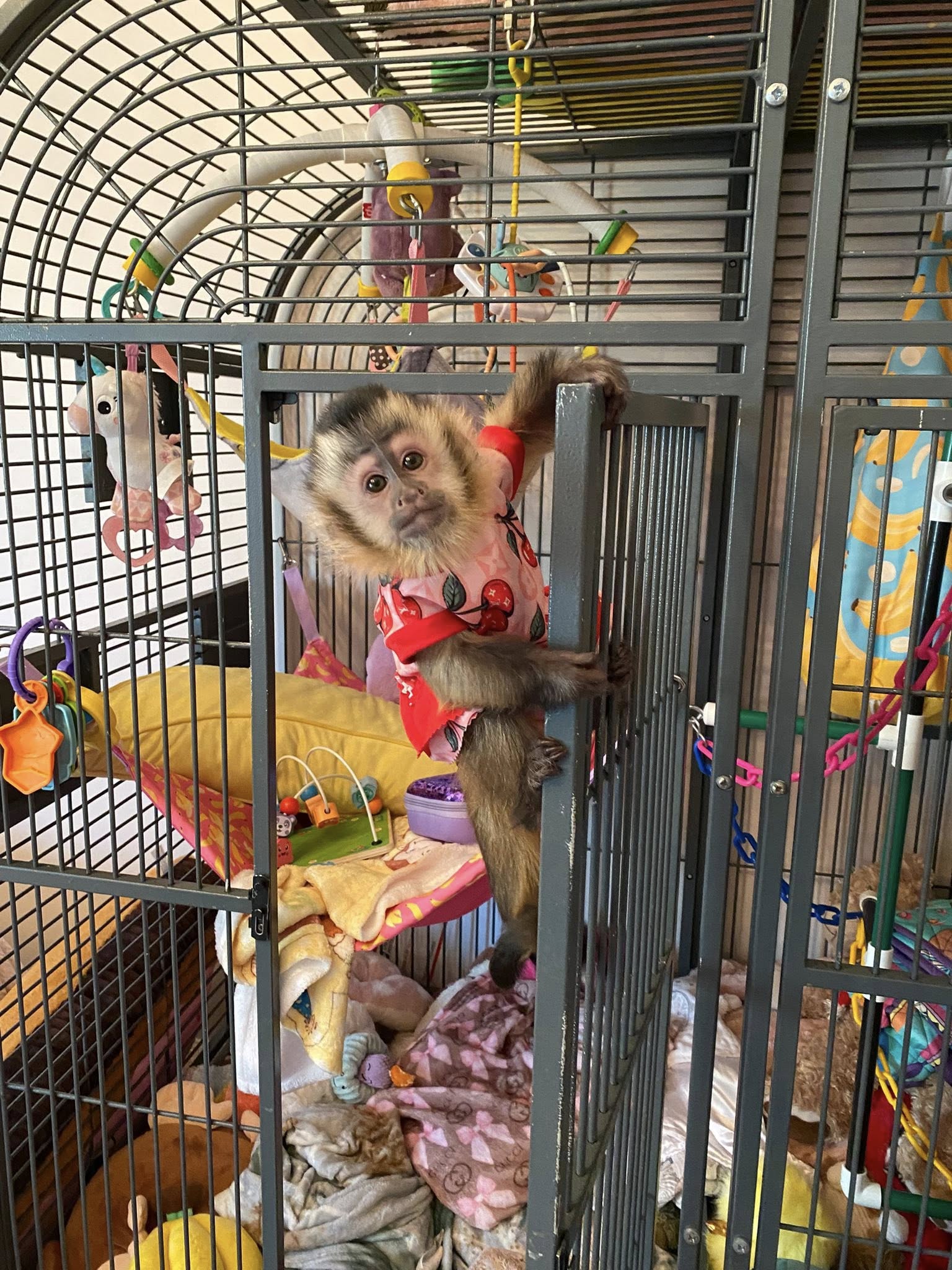 Female Capuchin Monkey for Sale