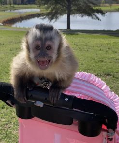 buy capuchin monkeys online