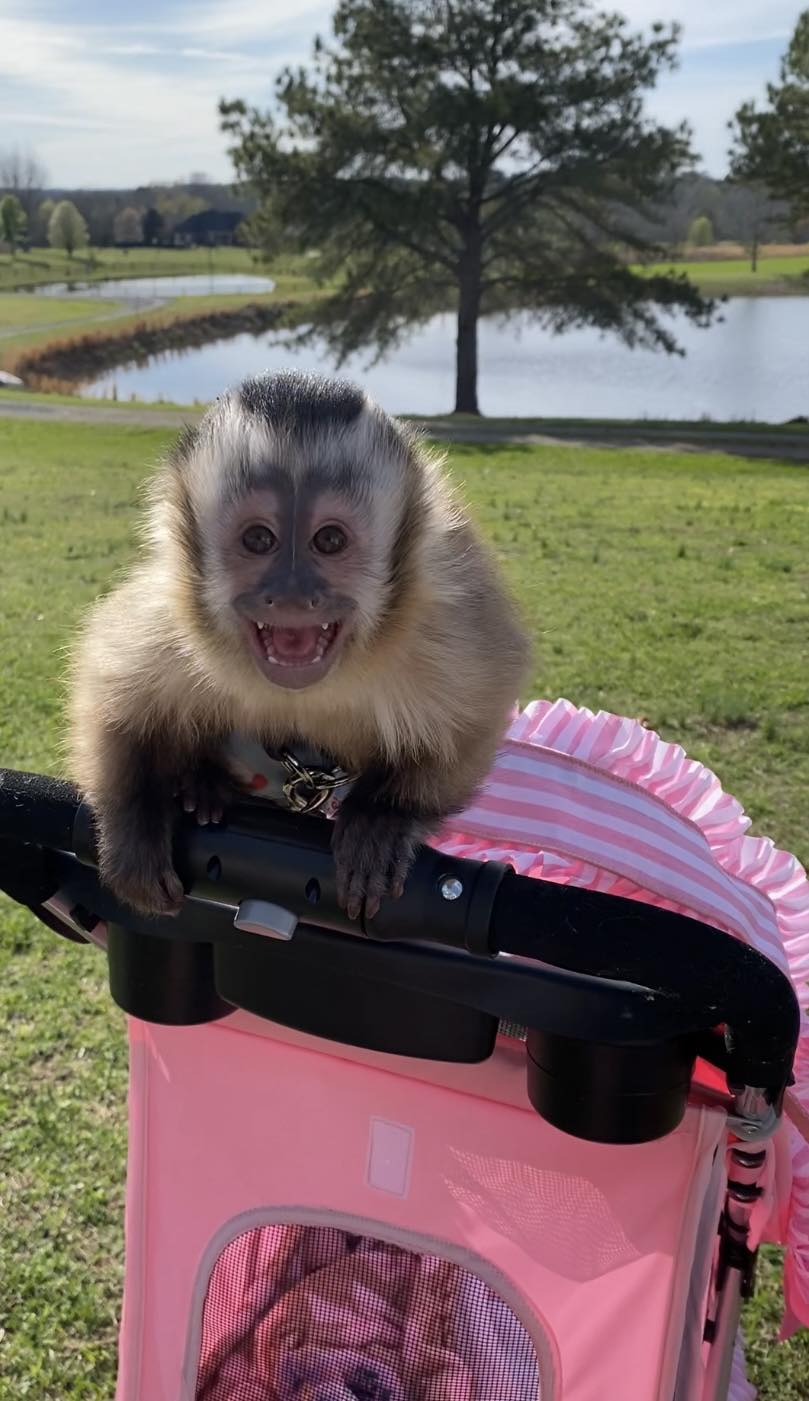 buy capuchin monkeys online