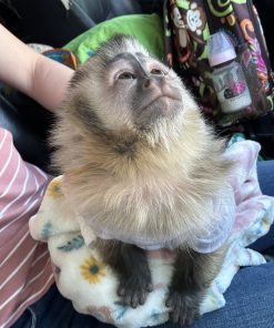buy capuchin monkeys online