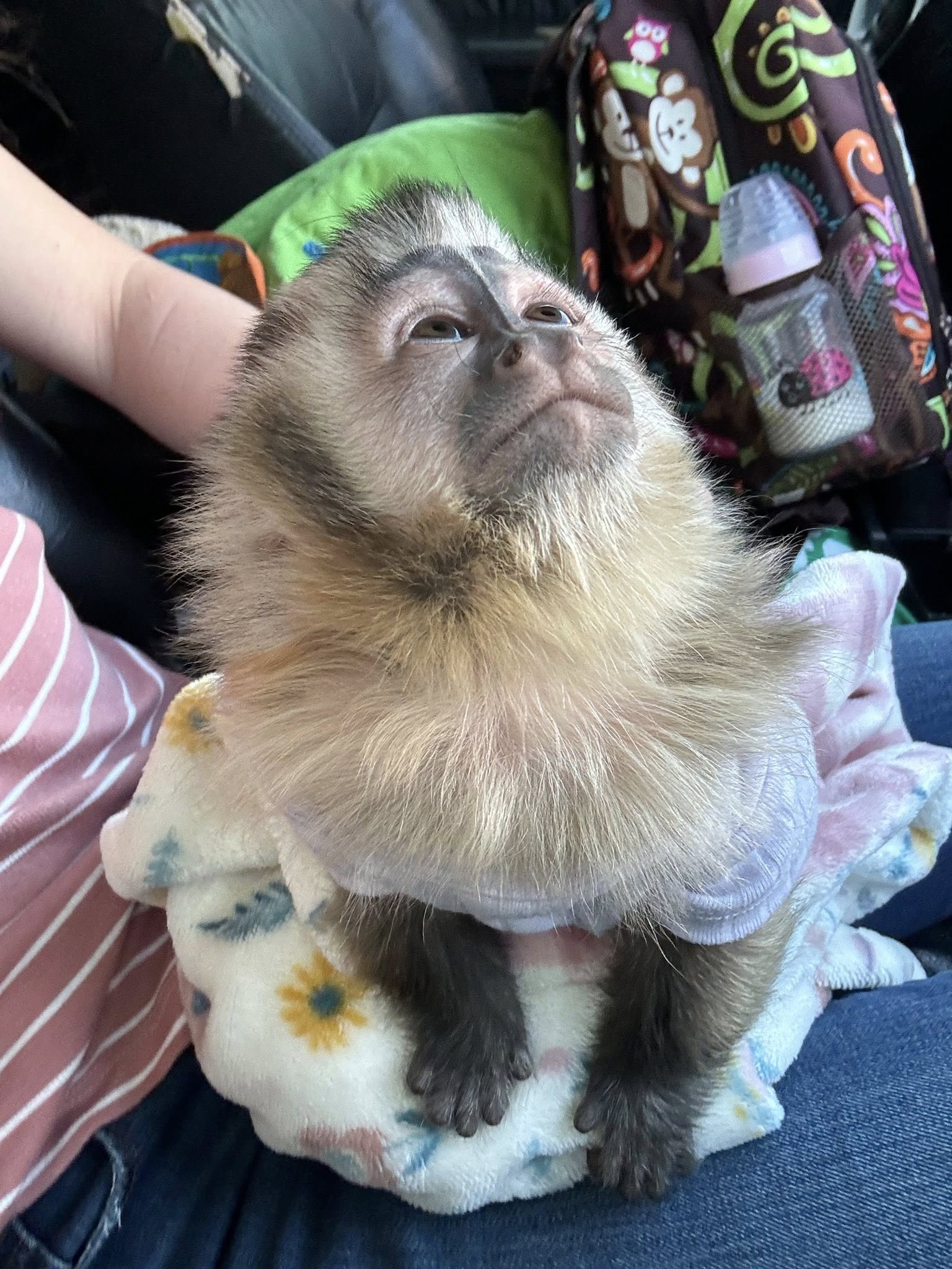 buy capuchin monkeys online