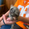 Tiki 10-week-old male marmoset monkey buy marmoset monkey online