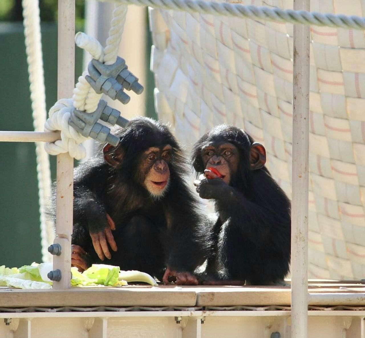 Young chimpanzee portrait