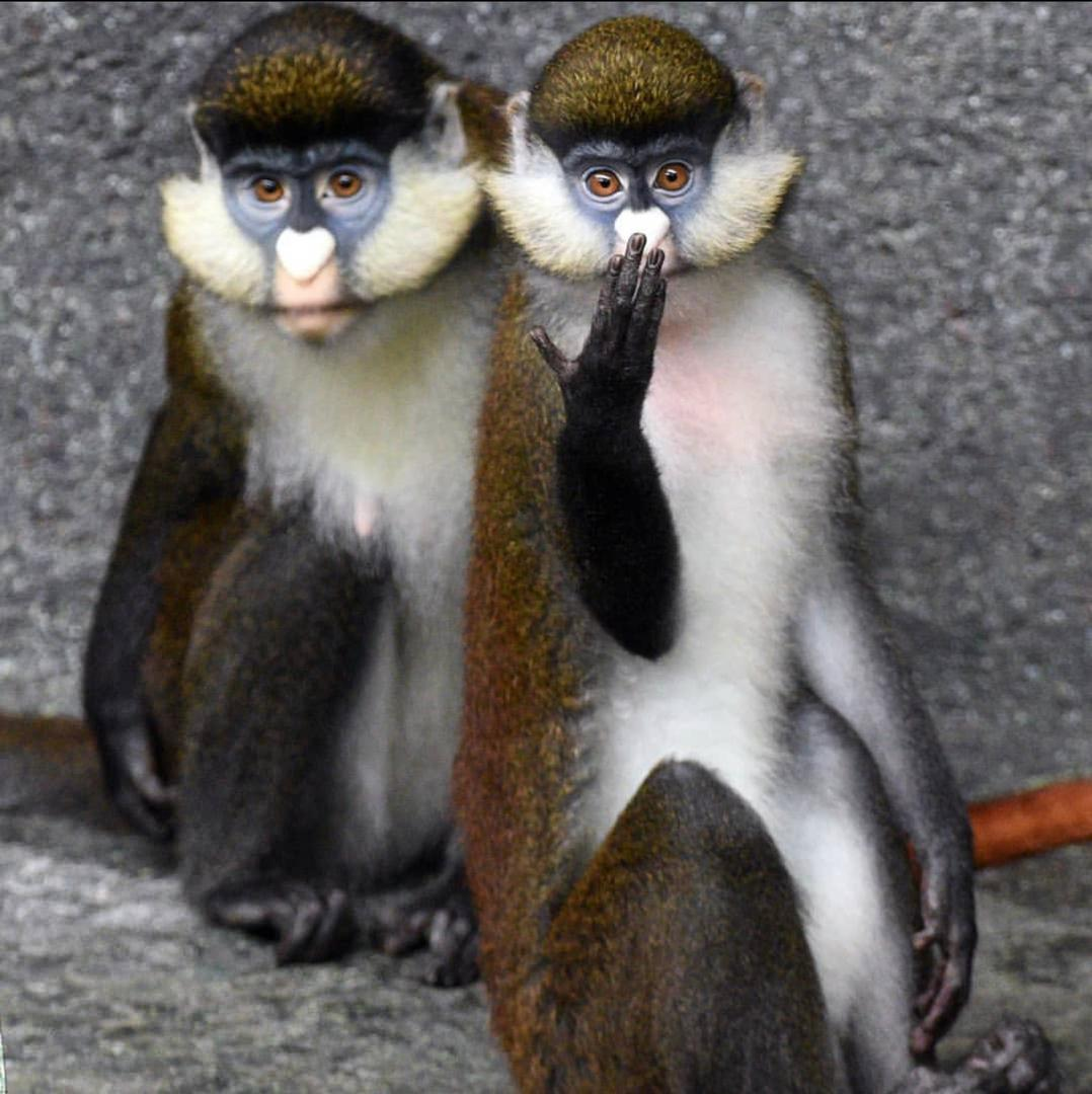 Hand-raised Guenon monkey for adoption USA