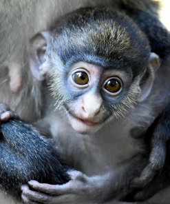 Baby Guenon monkey Mavi with starter kit and toys
