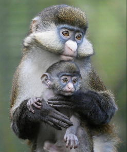 Buy Baby Guenon Monkey Online
