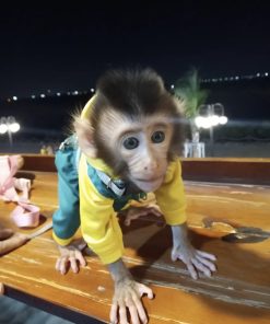 Curious male macaque monkey exploring toys