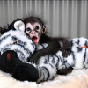Pet Spider Monkey for Sale