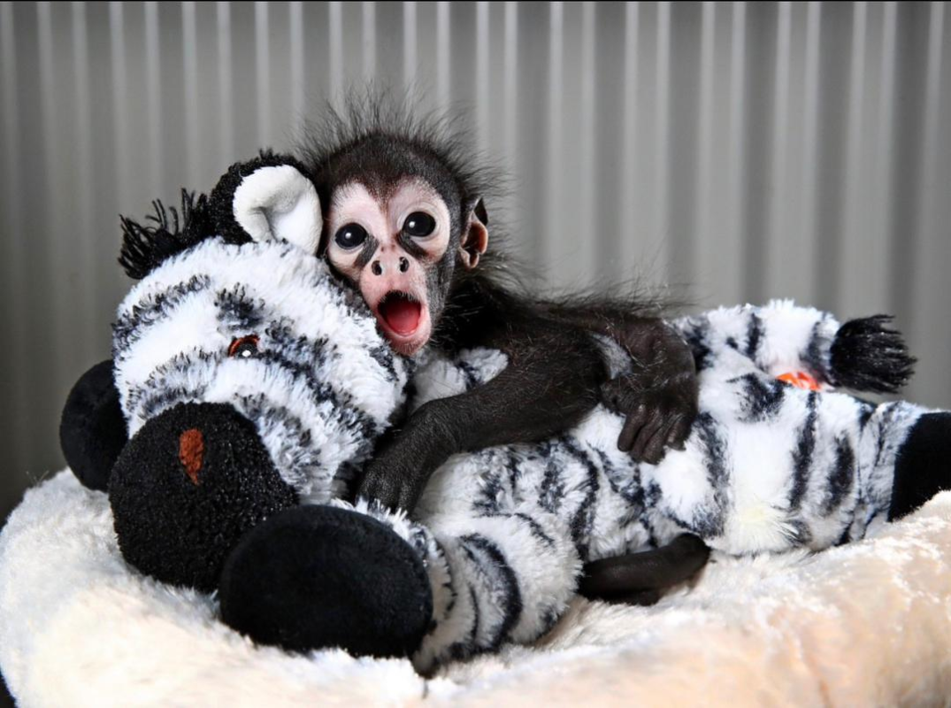 Pet Spider Monkey for Sale