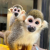 Niko, an 11-week-old Ecuadorian monkey squirrel with yellowish-gray fur and white underbelly