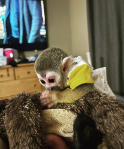 Healthy male squirrel monkey for sale with vaccinations