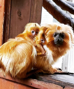 Playful baby tamarin monkey climbing rope