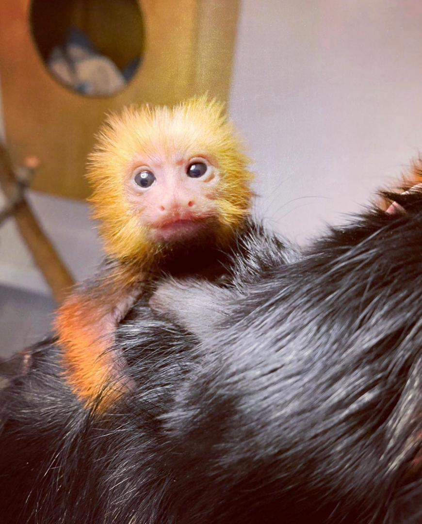 Small tamarin monkey gripping a branch