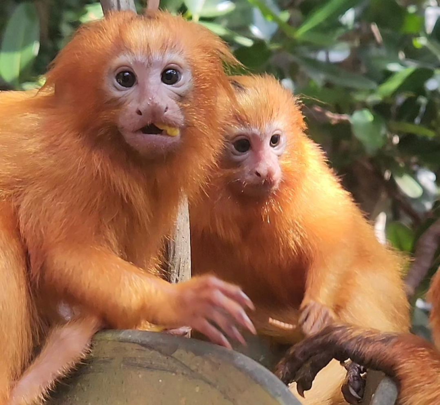 Buy Baby Tamarin Monkey Online