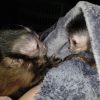 Female Capuchin Monkey For Sale Online