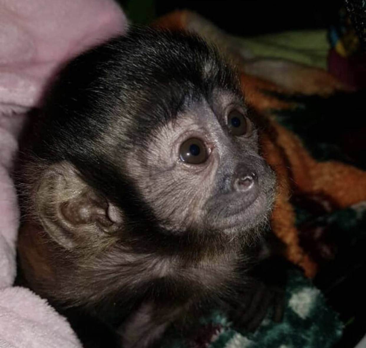 Baby Capuchin Monkey for Adoption